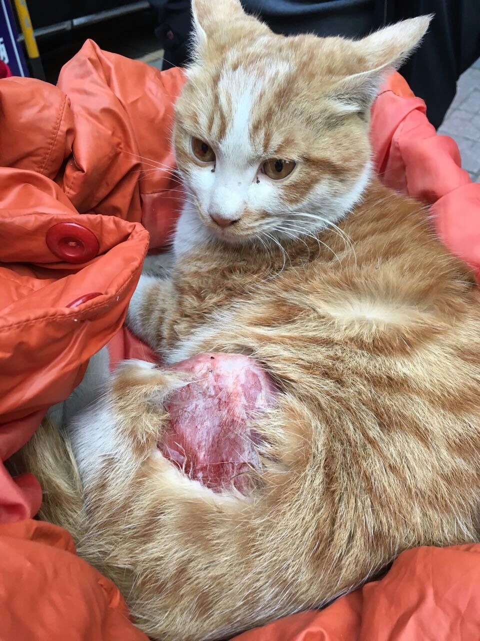Cat With Skin Ripped Off